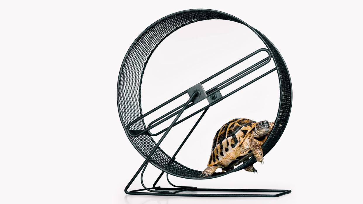 a turtle in a bicycle wheel