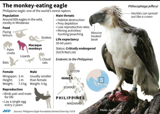 philippine eagle wingspan