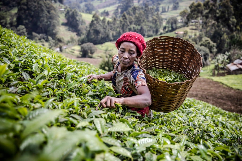 A Kenyan woman picks tea leaves at a tea plantation in Muranga, Kenya  (AFP via Getty Images)