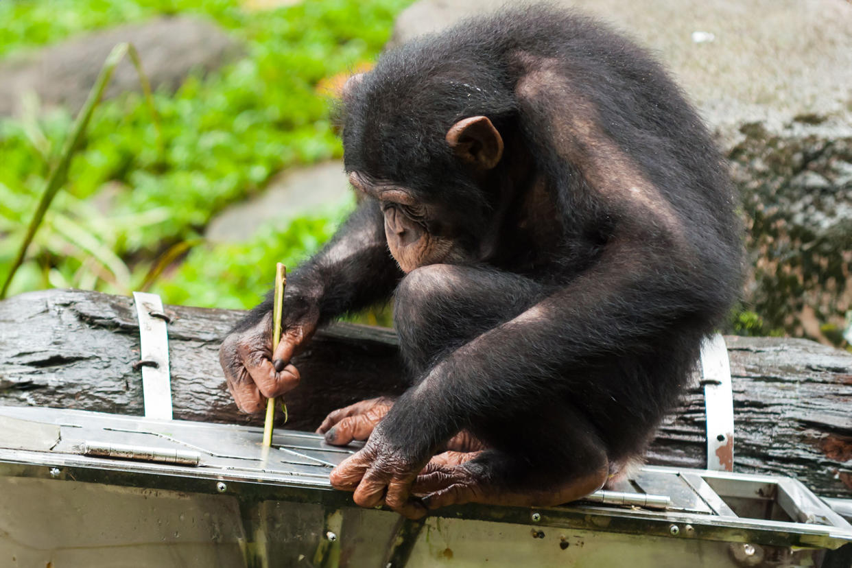 A chimpanzee (pan troglodytes) uses tools to get fruit from a box Getty Images/Vincent_St_Thomas