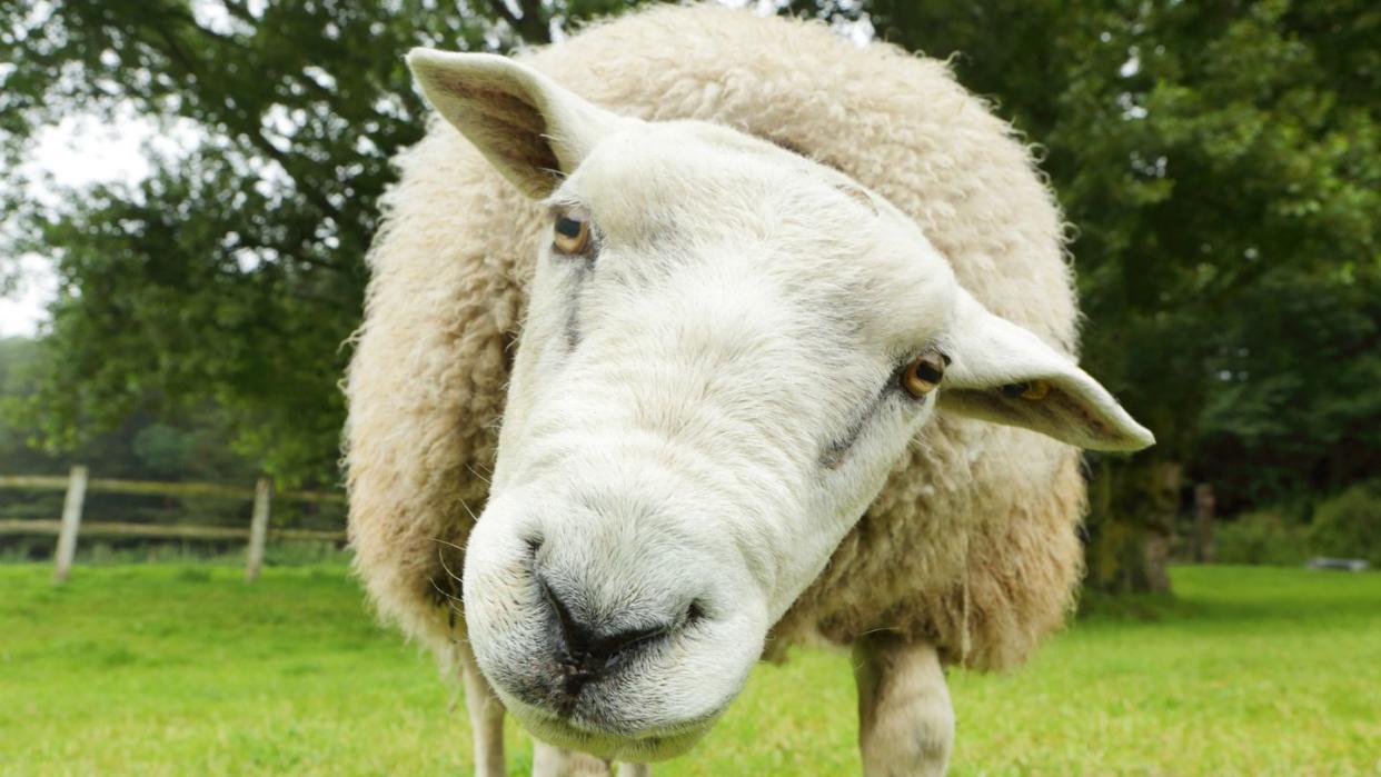 sheep in a field looking at camera