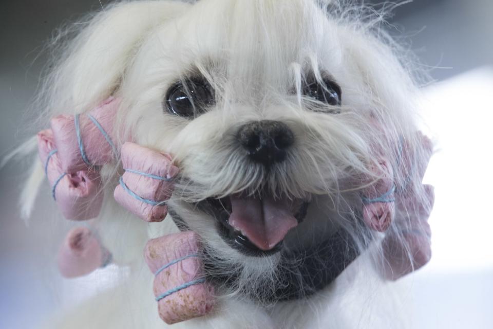 141st Westminster Kennel Club Dog Show