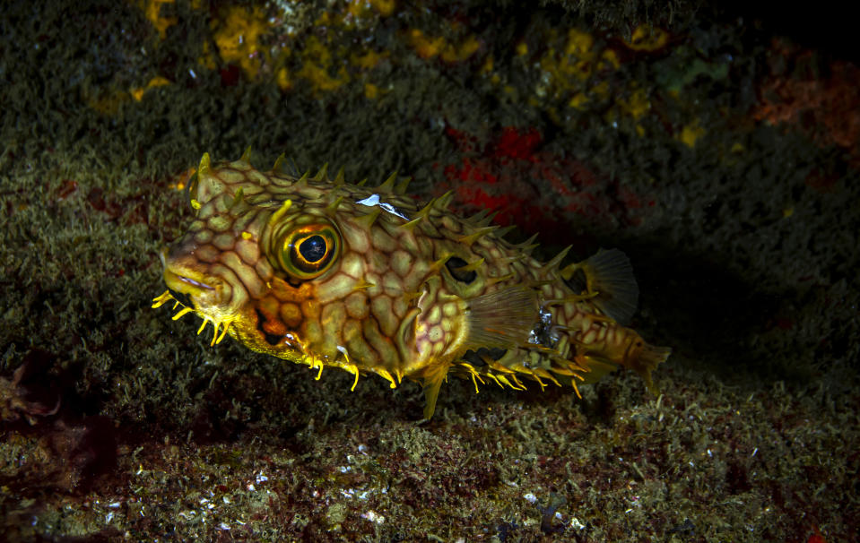A spiny pufferfish with protruding features is underwater, blending in with its rocky surroundings; it looks mad