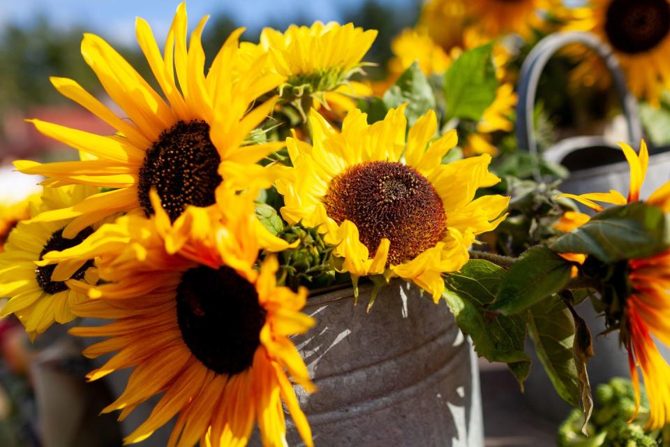 when to plant sunflowers