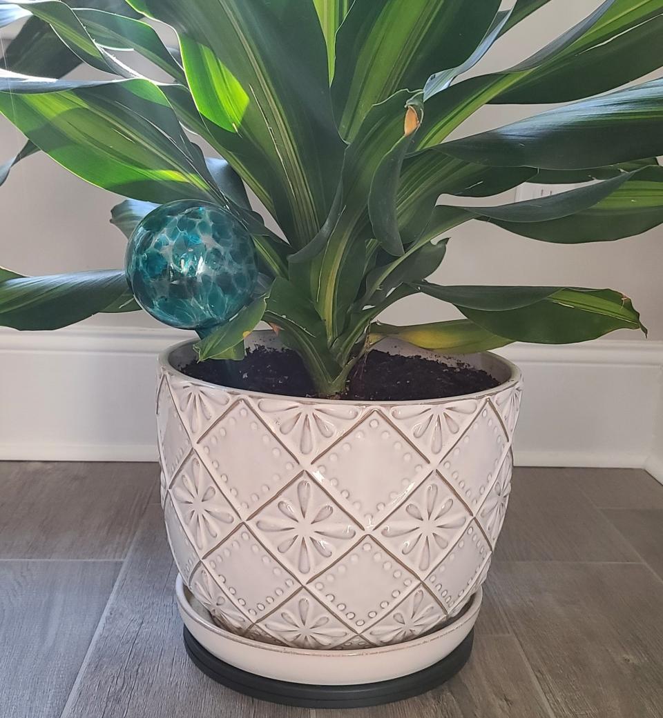 The blue water globe inserted into a large indoor plant in a decorative white pot