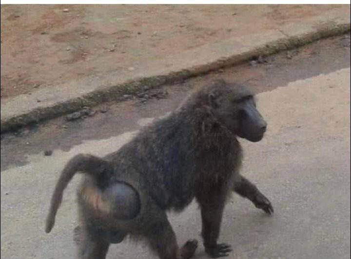 東非狒狒。資料照。翻攝我是中壢人臉書