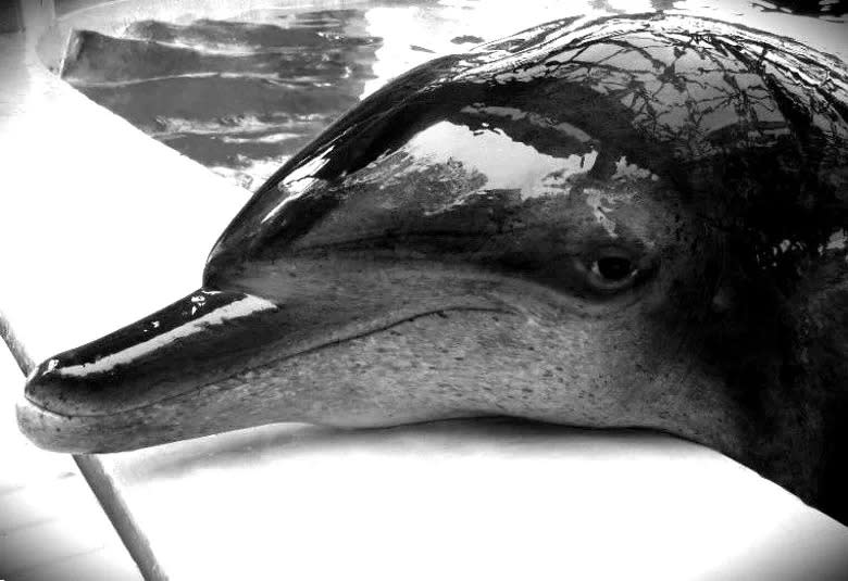 40 歲 Molly 月初在海洋公園離世，香港海豚保育學會透露，Molly 三歲被野生捕捉販賣來港。    
