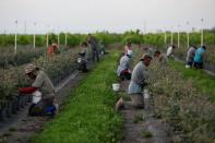 FILE PHOTO: Mexican migrant workers pick blueberries during a harvest at a farm in Lake Wales