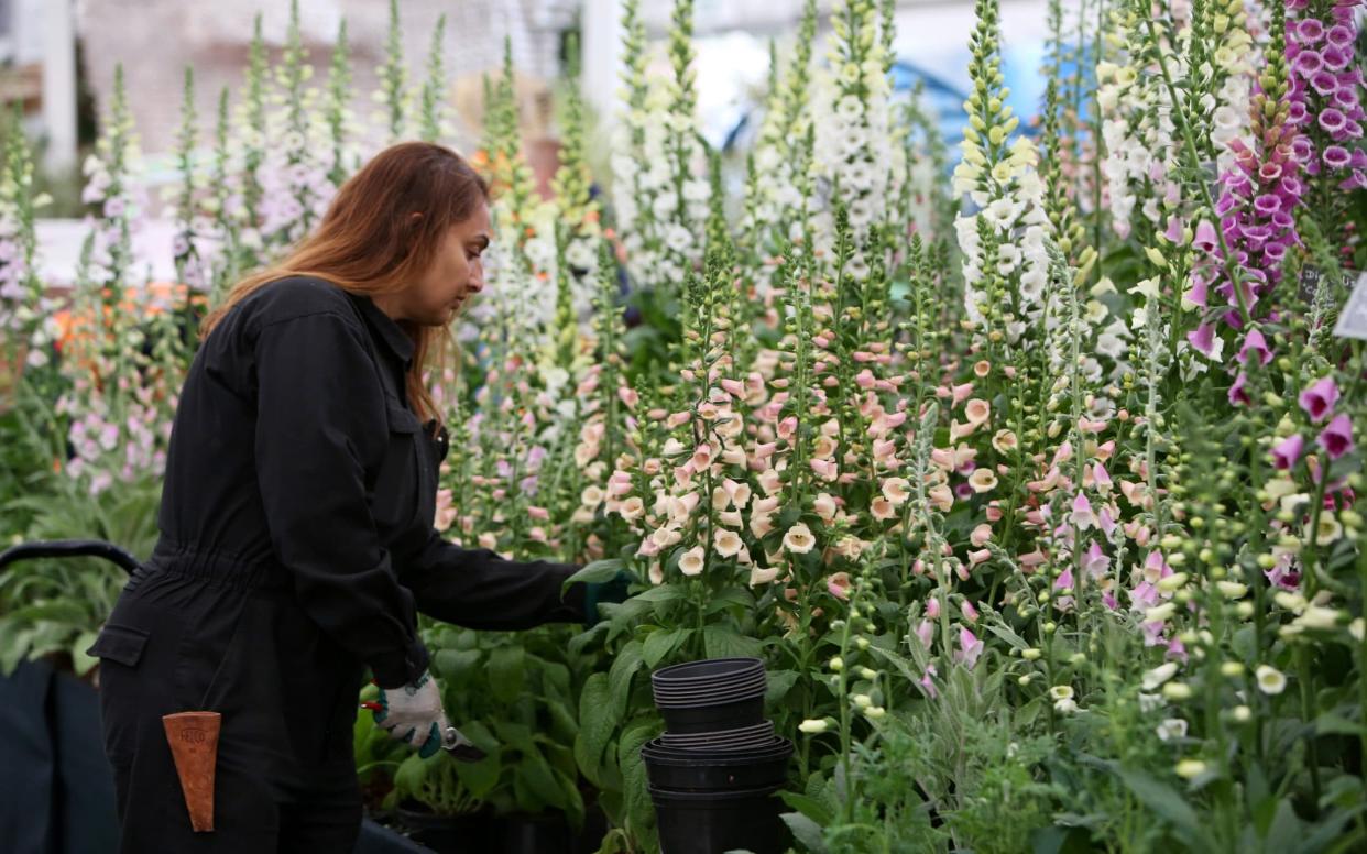 House plants will feature at Chelsea Flower Show - Clara Molden for The Telegraph