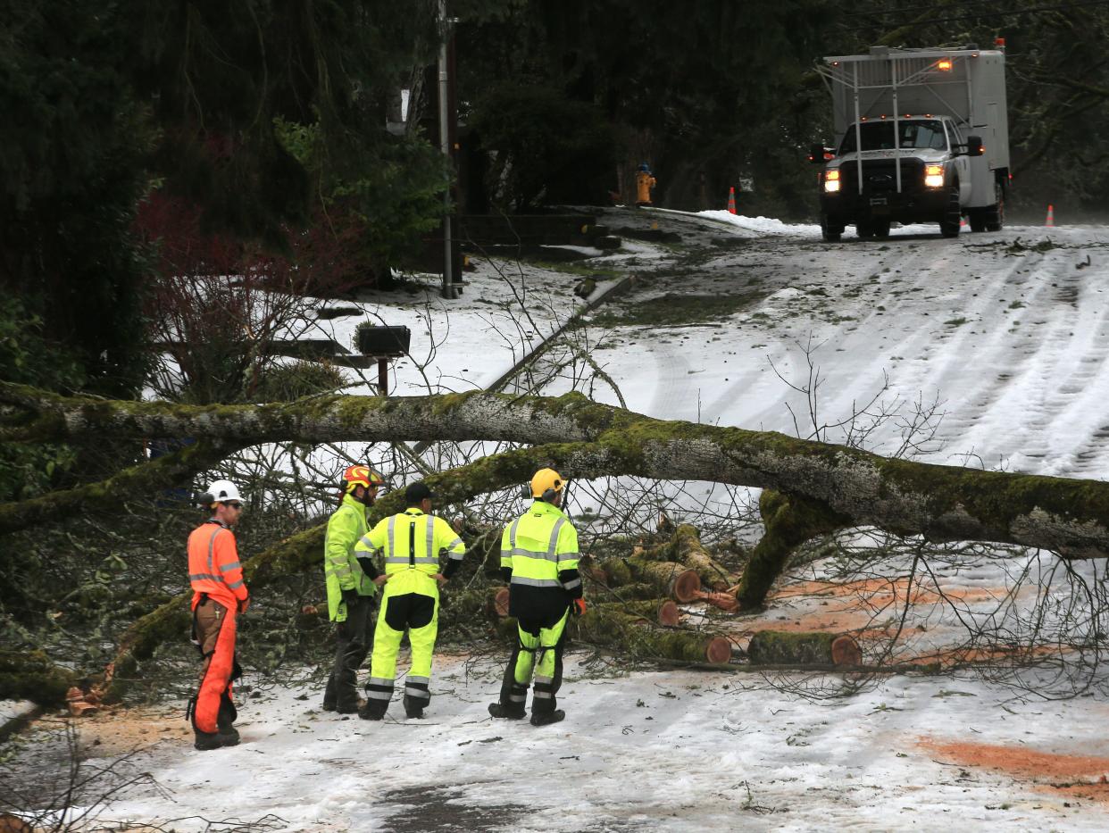 A crews assesses how to remove a tree across Madison Street near West 28th Avenue on Eugene Jan. 17, 2024 in the wake of an ice storm that paralyzed much of the Willamette Valley.