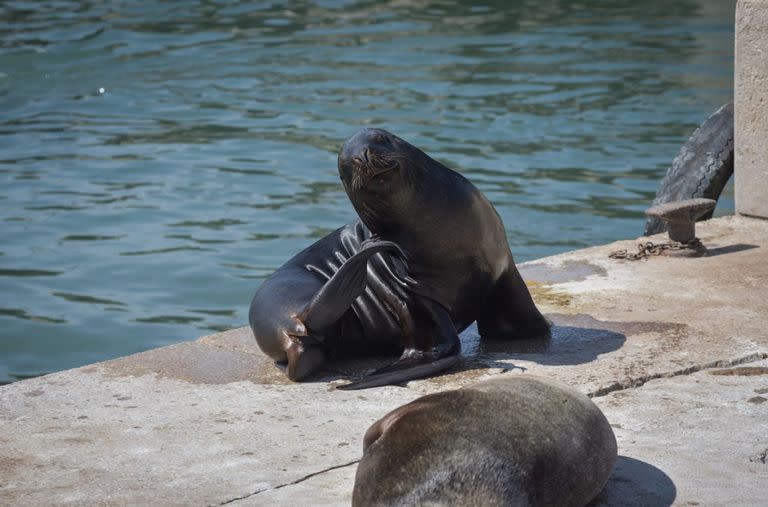 Banquina Chica en el puerto de Mar del Plata con menos presencia de lobos marinos