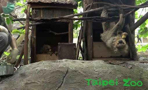 「葉黃」的巢箱旁，多出了另一個箱子。（圖／台北市立動物園提供）