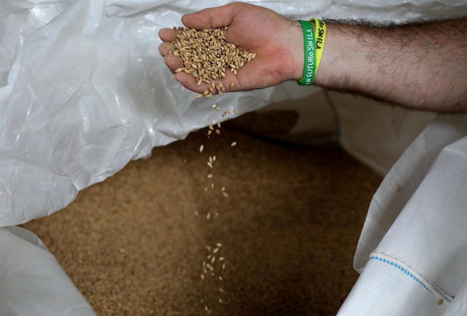 A brewmaster shows barley grains at Cerveza La Sagra craft beer factory in Numancia de la Sagra, near Madrid, Spain June 5, 2018. REUTERS/Sergio Perez