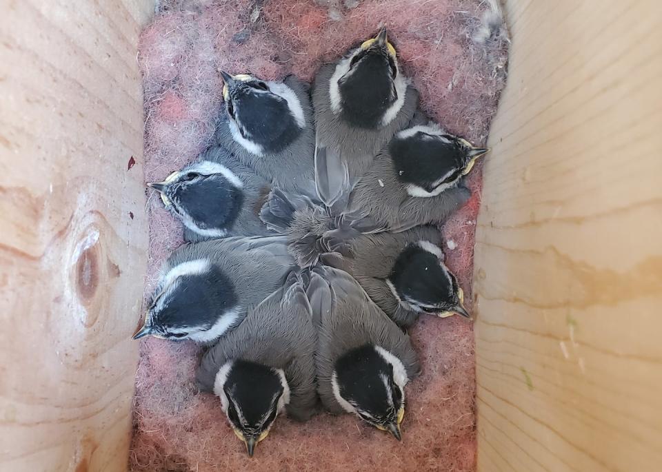 Baby chickadees stay warm inside a wooden box. Benjamin Sonnenberg