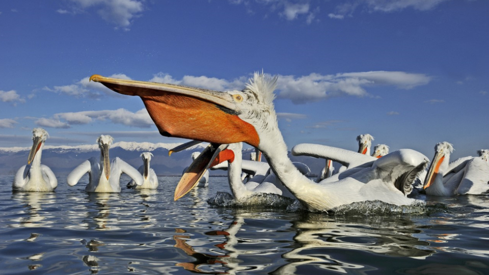 A colony of Dalmatian pelicans on a lake in northern Greece