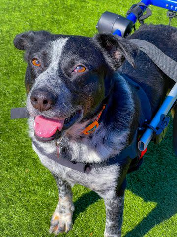 <p>Stray Rescue of St. Louis</p> Owen the dog in his wheelchair at the Stray Rescue of St. Louis