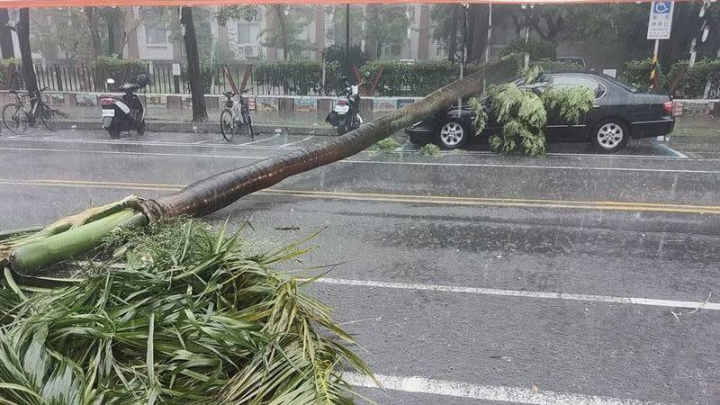 台南大雨狂炸，東區勝利路路樹倒塌砸車。（圖／翻攝黑豪企業）