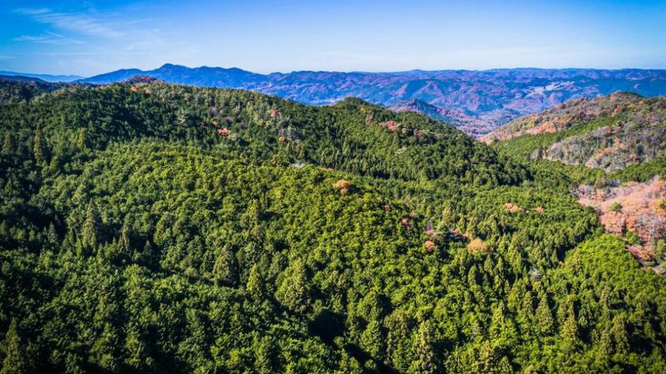 Bosques de cedro japonés