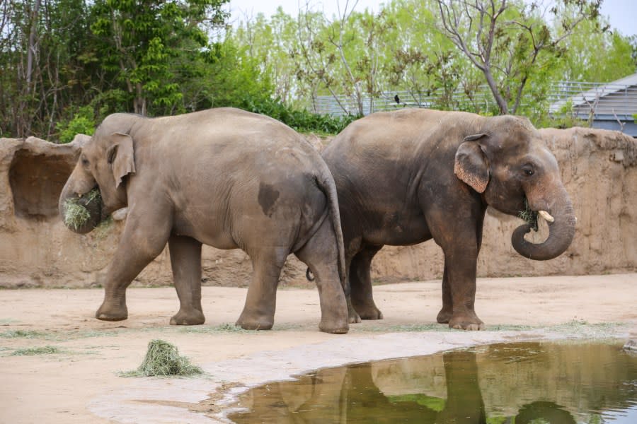 Baylor, a 14-year-old elephant named after the Baylor College of Medicine, was brought to the Denver Zoo at the recommendation of the AZA Asian Elephant Species Survival Plan. (Photo: Dailyn Souder via Denver Zoo)