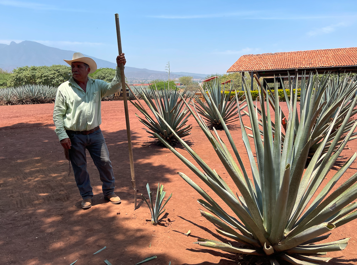 The fields of volcanic sandy soil throughout the town of Tequila provide the perfect terrain for the growth of blue agave. (Photo: Josie Maida)