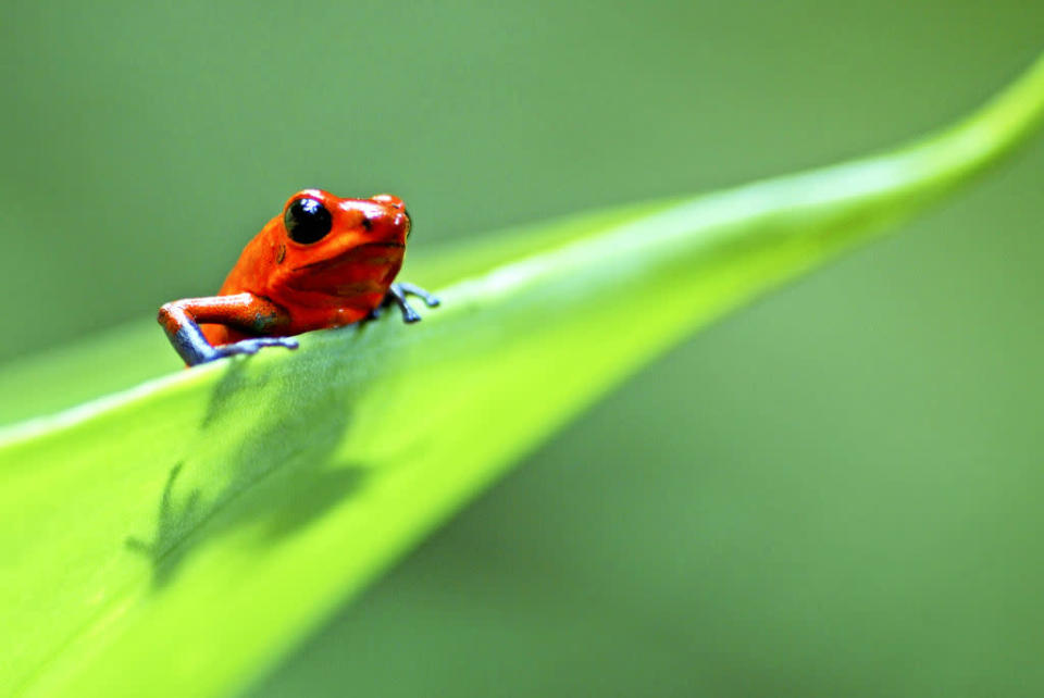 Pfeilgiftfrosch Anura, Zentralamerika © Edwin Giesbers/ naturepl.com © Paramount Pictures