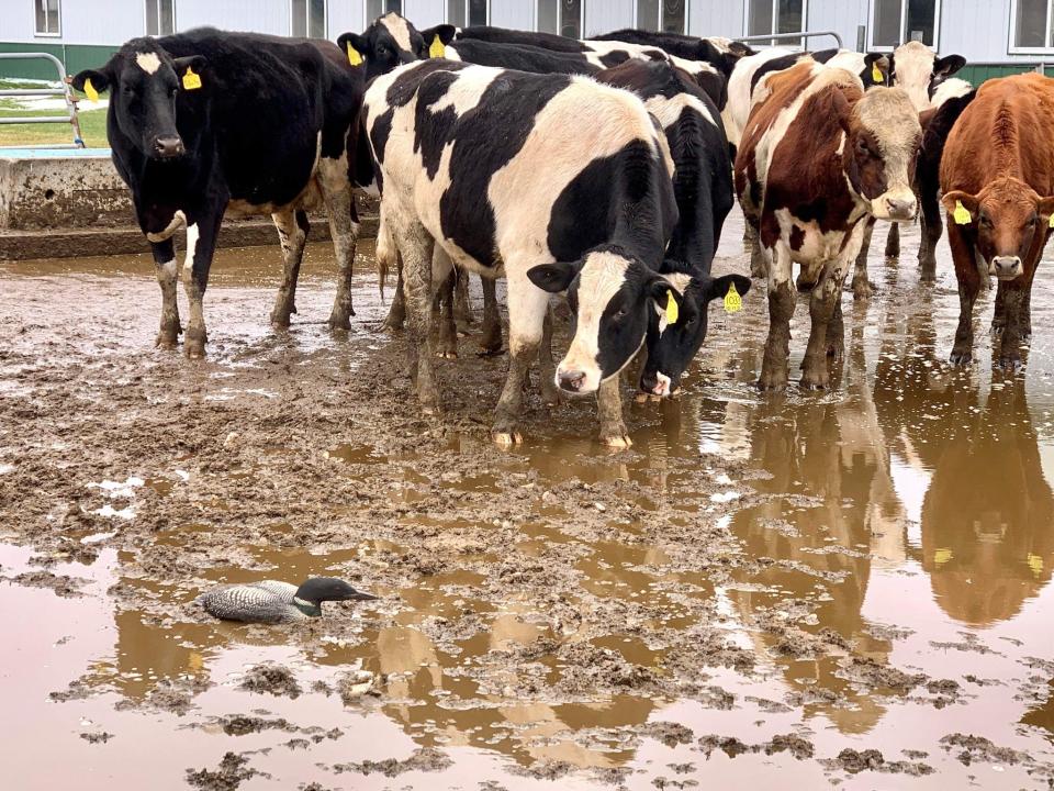 A loon fell from the sky into a cow pen on a farm in Tomahawk due to the icy weather conditions.