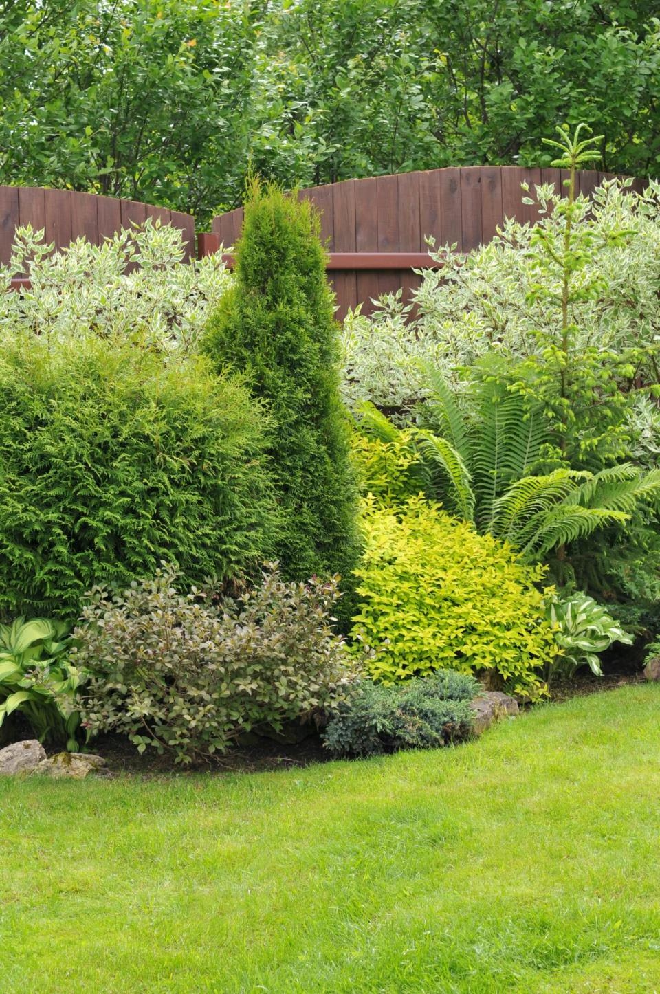 small garden, green shrubs