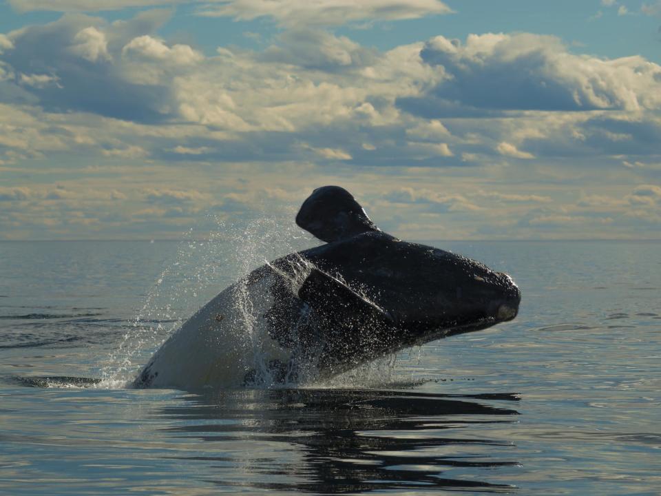 Whales and turtles protected by US endangered species act are bouncing back