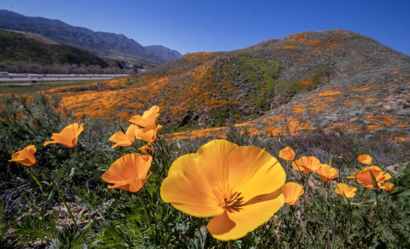 Lake Elsinore, CA - February 07: A close-up view of the spring California Poppies and wild flowers blooming early this year in the wake of major winter rainfall, which are covering patches of the upper slopes of Walker Canyon in Lake Elsinore Tuesday, Feb. 7, 2023. Poppies didn't blanket Walker Canyon hillsides in the past three years due to the drought. (Allen J. Schaben / Los Angeles Times)