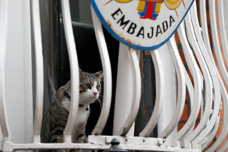 FILE PHOTO: Julian Assange's cat sits on the balcony of Ecuador's embassy in London, Britain, July 30, 2018. REUTERS/Peter Nicholls/File Photo