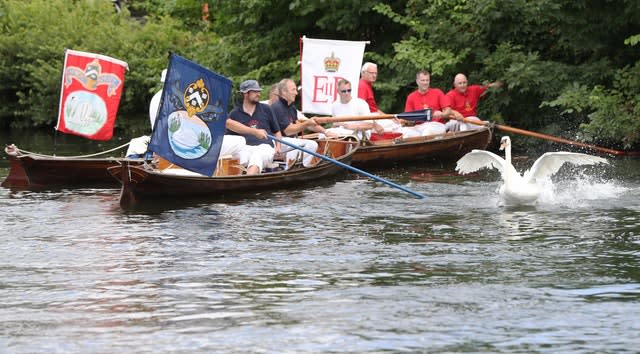 Swan Upping