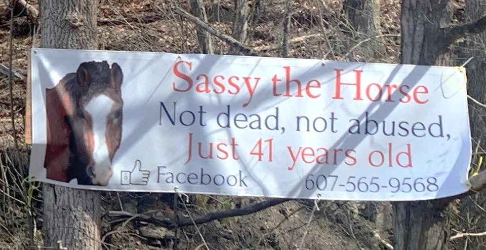 This is among the signs that let passing motorists know Sassy, who likes to lie down in her pasture to soak up the sun, isn't dead.