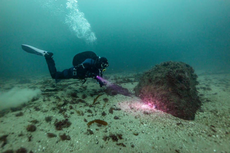 2022年8月16日，綠色和平潛水員回到2009年「巨石行動」的原址Fladen海洋保護區，在巨石附近發現許多海洋生物。