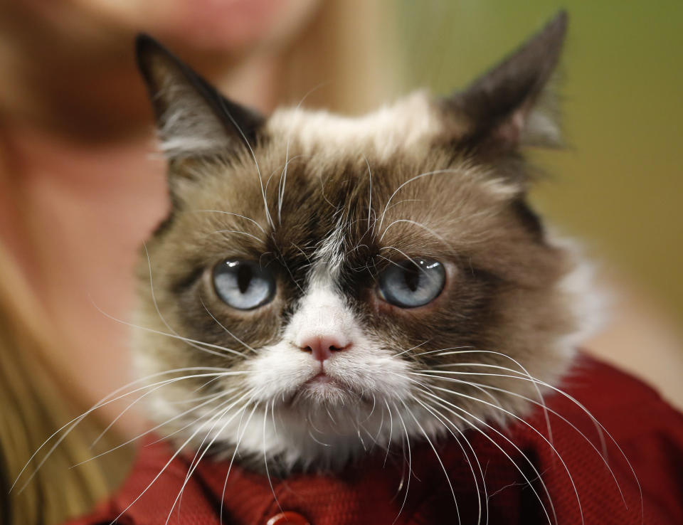 Owner Tabatha Bundesen holds Grumpy Cat, an Internet celebrity cat whose real name is Tardar Sauce, before a baseball game between the Arizona Diamondbacks and the San Francisco Giants, Monday, Sept. 7, 2015, in Phoenix. (AP Photo/Rick Scuteri)