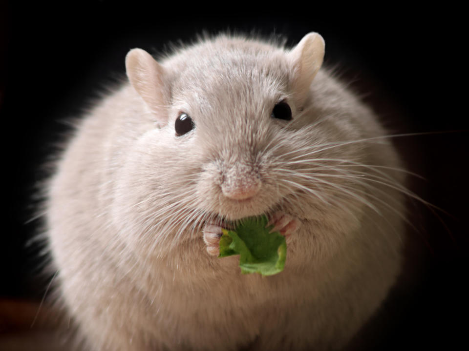 gerbil eating cabbage leaf and looking like a furry ball while doing it