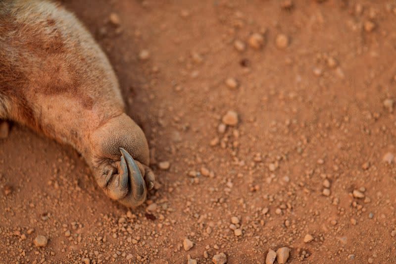 The Wider Image: The mission to save the Amazon's animals