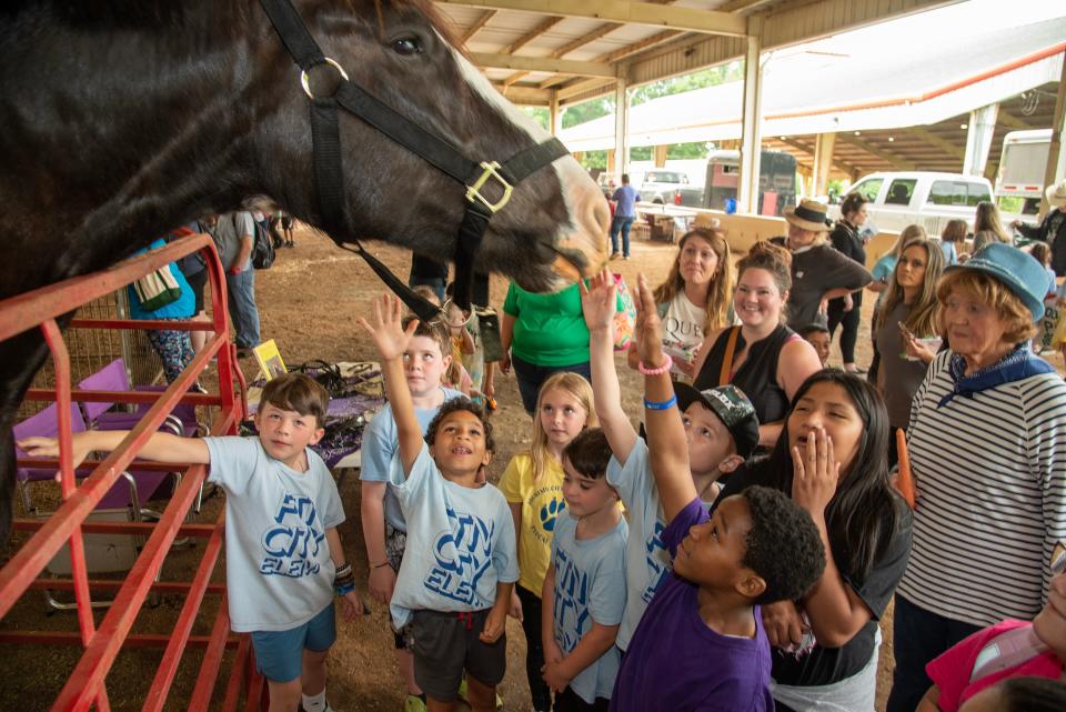 Knox County school children are enthralled by Dino a 10 year old Clydesdale owned by Cindy Conner of Karns at the 2023 Knox County Farm Bureau Farm Day on Tuesday May 16, 2023.