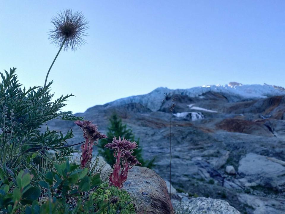 PHOTO: Pioneer flowers follow glacier retreat in the Mont Blanc. (Jean-Baptiste Bosson)