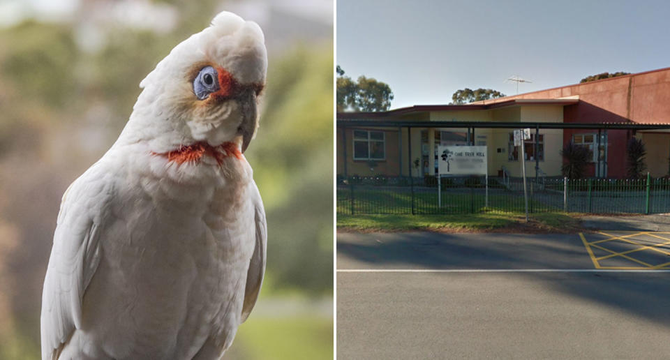 A corella is pictured on the left and on the right is One Tree Hill Primary School in Adelaide. A number of corellas fell ill and fell from the sky in front of kids on school holidays.