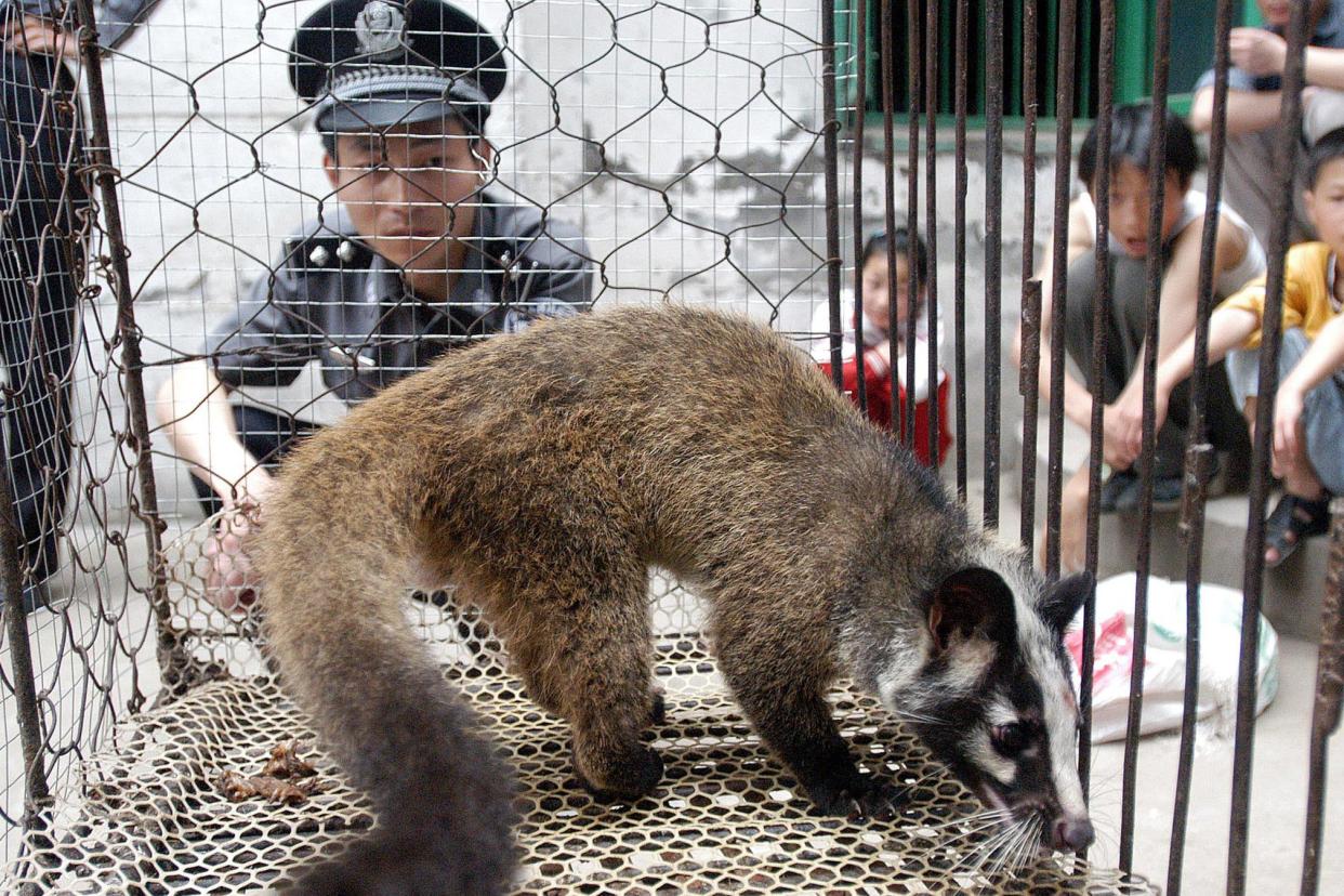 A policeman watching over a civet cat captured in the wild by a farmer in Wuhan, in central China's Hubei province: AFP