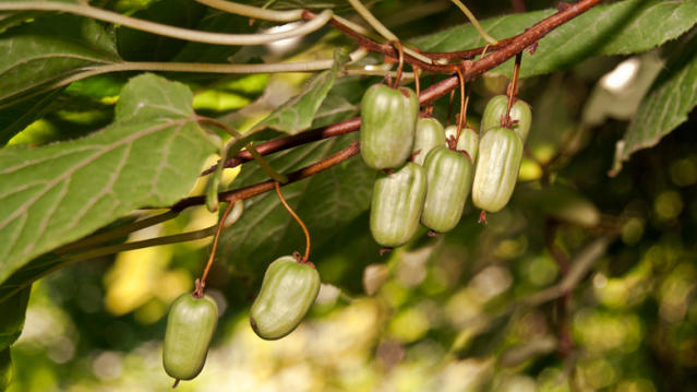 4 Popular Types Of Kiwi Fruit, Explained