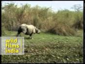 <p>Rhinos are bulky animals, but they are not slow. A black rhinoceros can <a href="https://www.nationalgeographic.com/animals/mammals/b/black-rhinoceros/" rel="nofollow noopener" target="_blank" data-ylk="slk:run up to 30 miles per hour;elm:context_link;itc:0;sec:content-canvas" class="link ">run up to 30 miles per hour</a>. And they’re also very agile, able to dodge trees and branches in thick brush and turn quickly.</p><p><a href="https://www.youtube.com/watch?v=Ti3tacSYBN0" rel="nofollow noopener" target="_blank" data-ylk="slk:See the original post on Youtube;elm:context_link;itc:0;sec:content-canvas" class="link ">See the original post on Youtube</a></p>