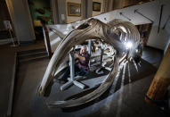RETRANSMITTING CORRECTING THE INFORMATION ABOUT THE PROJECT FUNDING. Conservator Nigel Larkin begins work to dismantle a 40ft juvenile North Atlantic whale skeleton, the largest artefact within the Hull Maritime Museum's collection. (Photo by Danny Lawson/PA Images via Getty Images)