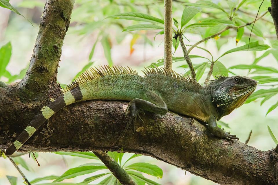 Unregulated global trade threatens the wild populations of the Asian water dragon. Wikimedia