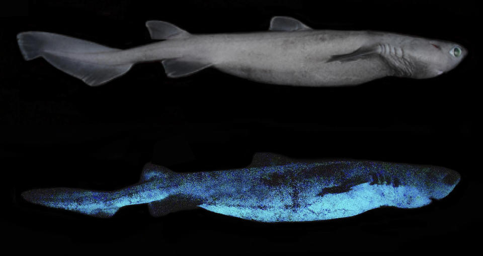 IMage: The kitefin shark, which at up to 180cm is now biggest-known luminous vertebrate.