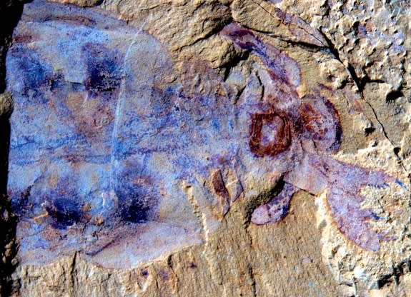 A spectacularly preserved creature, dubbed <i>Lyrarapax unguispinus</i>, was unearthed in China. The 520-million-year-old sea creature was so well-preserved that parts of its brain and nervous system were clearly defined.