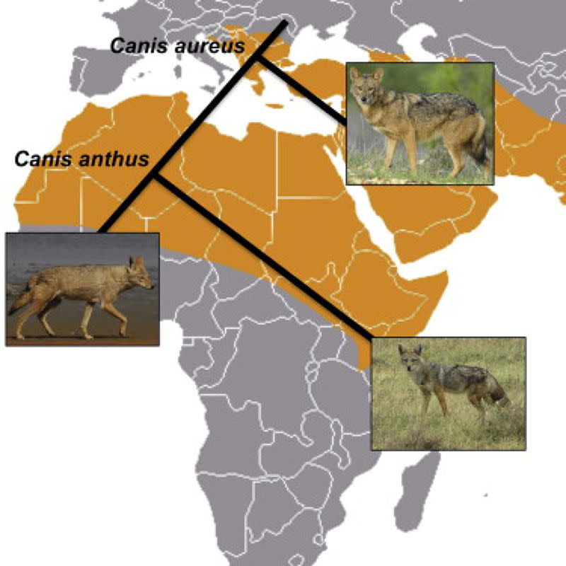 SCBI研究團隊證明非洲黃金狼和歐亞金豺血脈甚遠（圖片來源：SCBI)