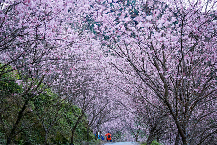 三峽大熊櫻花林