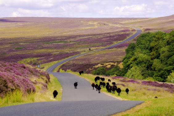 Sheep on Spaunton Moor in the North York Moors (istock)