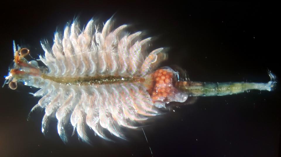 A brine shrimp. | GSL Institute